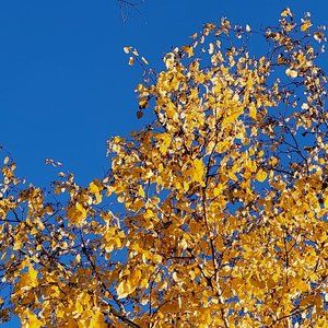 Meet your Posher, duvcrow